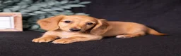 Miniature Dachshund dogs for sale: Macchiato  - Ad 2