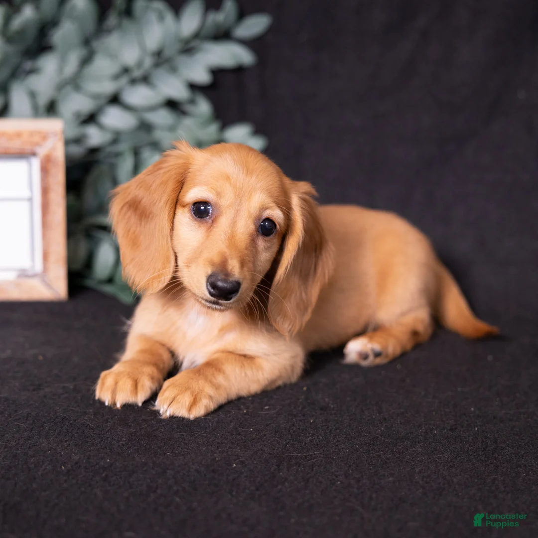 Miniature Dachshund dogs for sale: Macchiato  - Ad 2