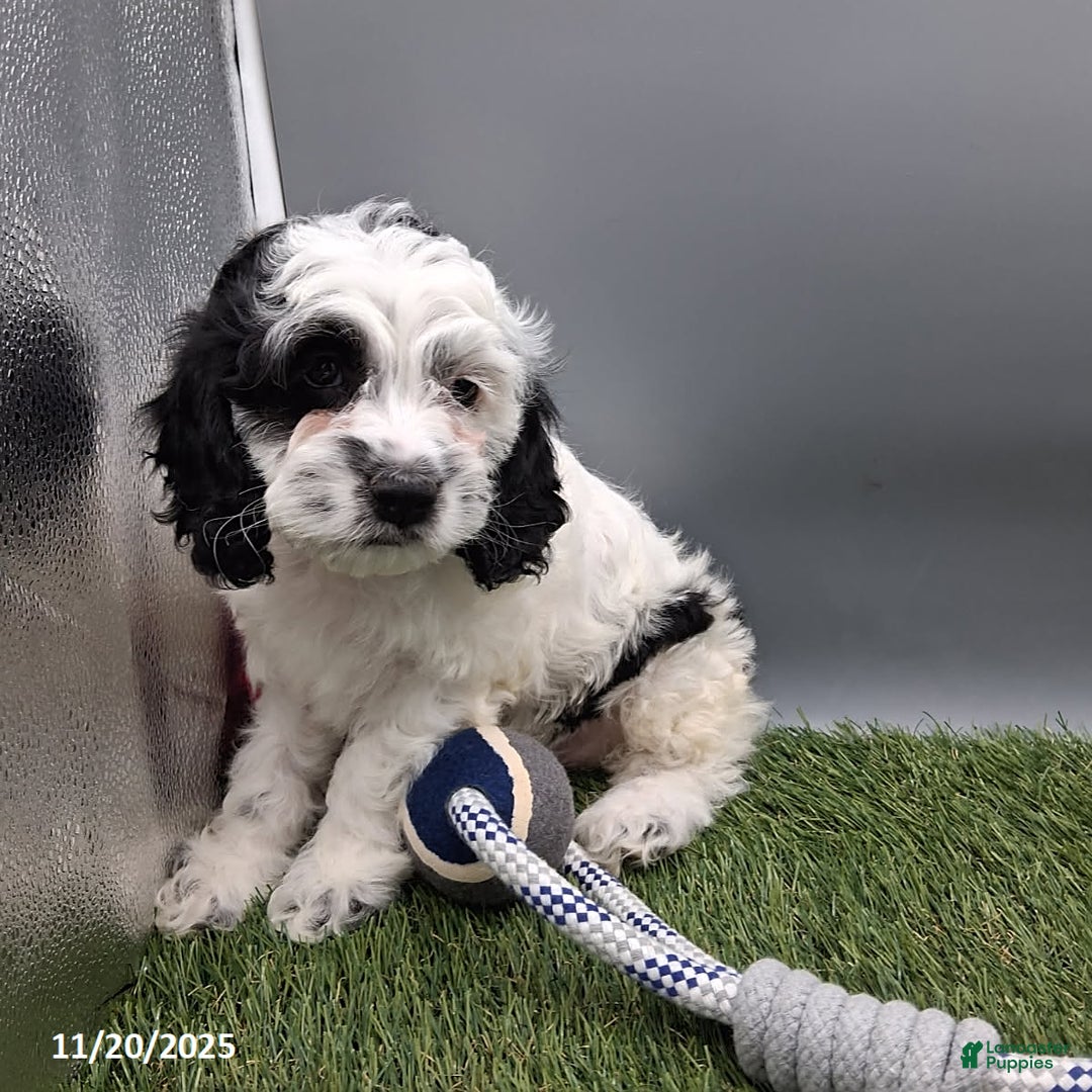 Cockapoo dogs for sale: Twilight - Ad 2