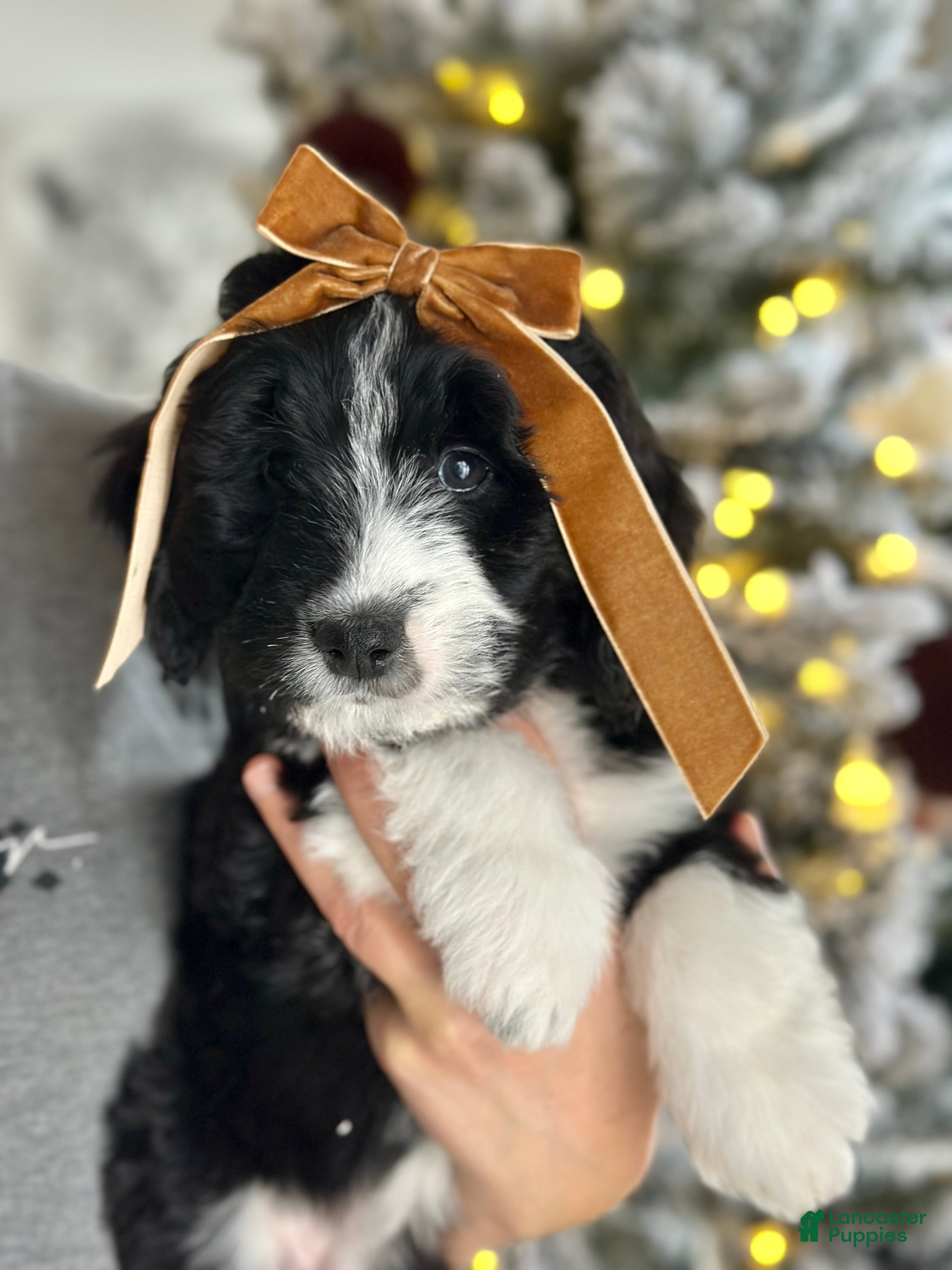 Bernedoodle dogs Cozy - Ad 28