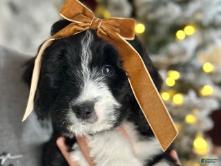 Bernedoodle dogs Cozy - Ad 33