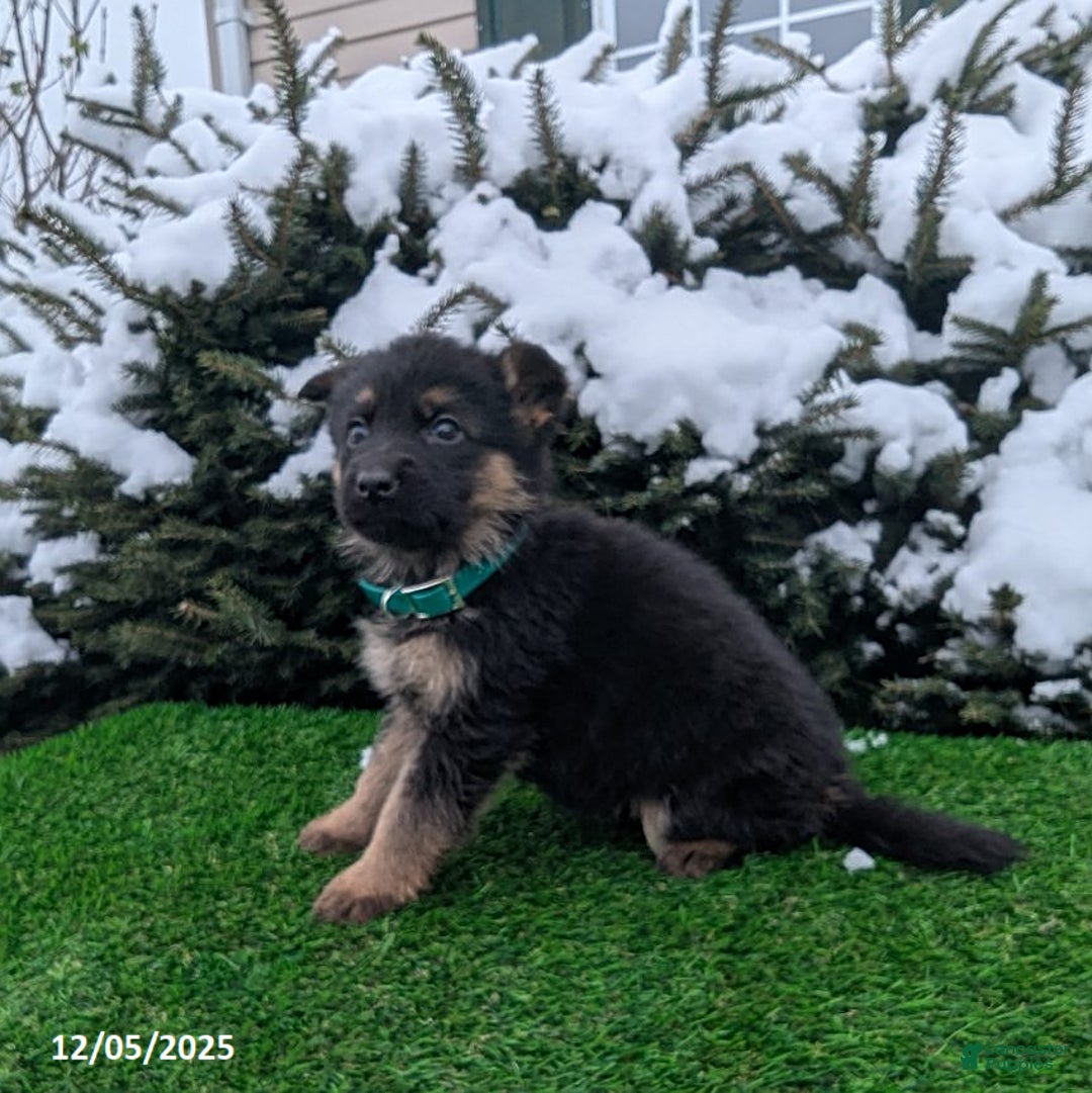 German Shepherd dogs for sale: Charlotte - Ad 2