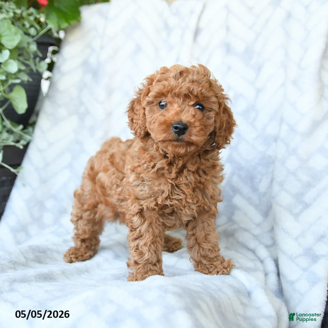 Cavapoo dogs for sale: Cookie - Ad 2