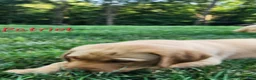 Labrador Retriever dogs for sale: Patriot - Ad 6