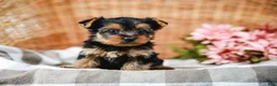 Yorkshire Terrier dogs for sale: Monty - Ad 4