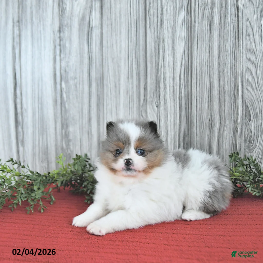 Pomeranian dogs for sale: Caramel - Ad 5