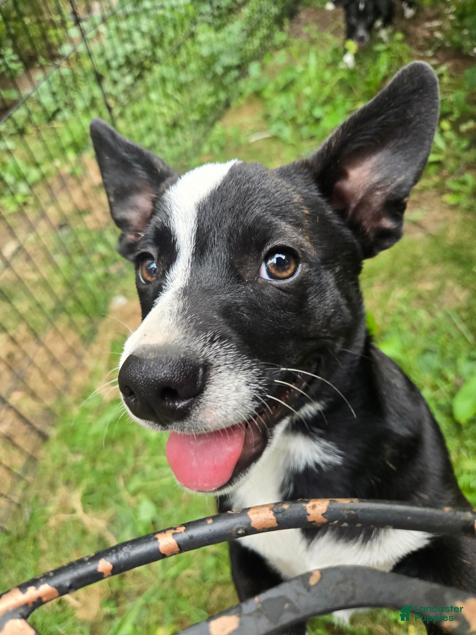 Mixed Breed dogs Mr Pibb - Ad 11