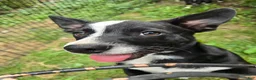Mixed Breed dogs for sale: Mr Pibb - Ad 1