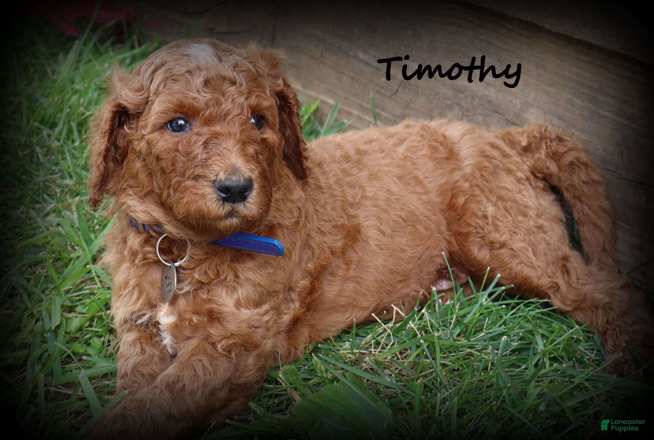Standard Poodle dogs Timothy - Ad 1