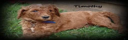 Standard Poodle dogs for sale: Timothy - Ad 1