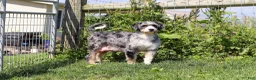 Mini Bernedoodle dogs for sale: Jimminy Cricket - Ad 7