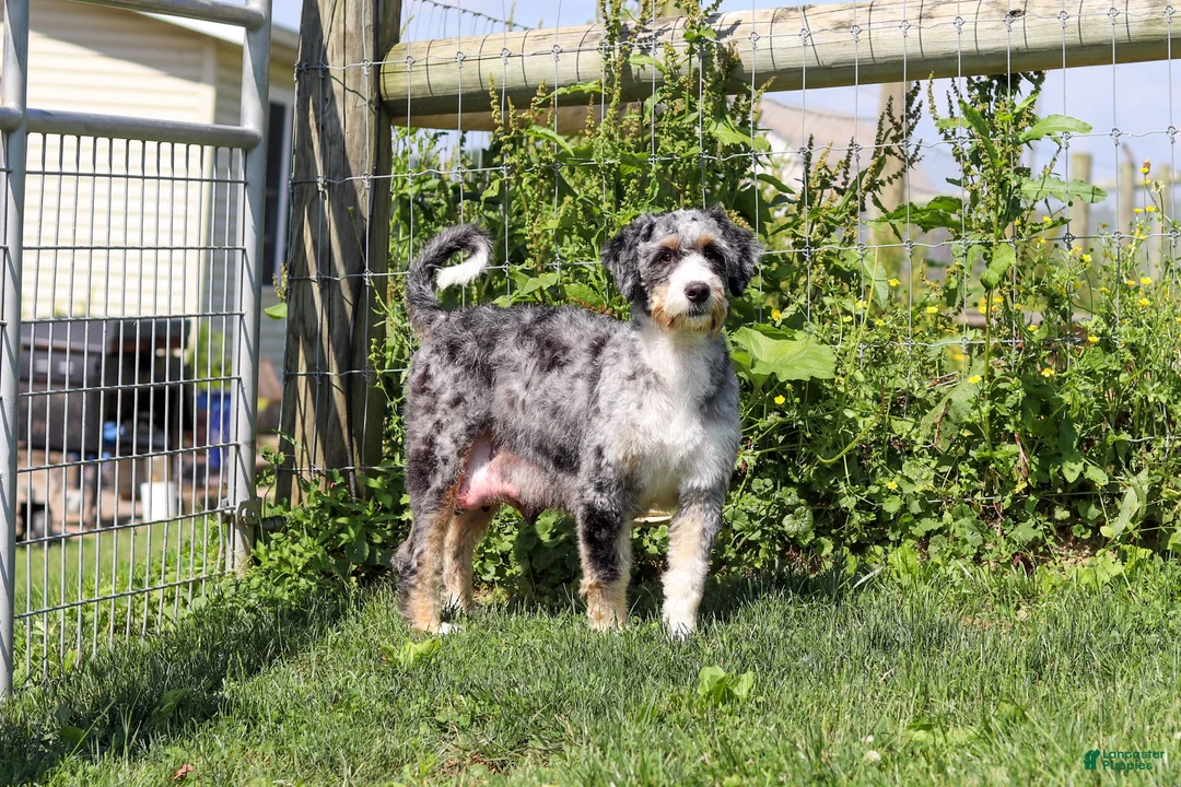 Mini Bernedoodle dogs for sale: Jimminy Cricket - Ad 7