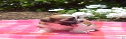 Teddy Bear dogs for sale: Chipmunk  - Ad 5