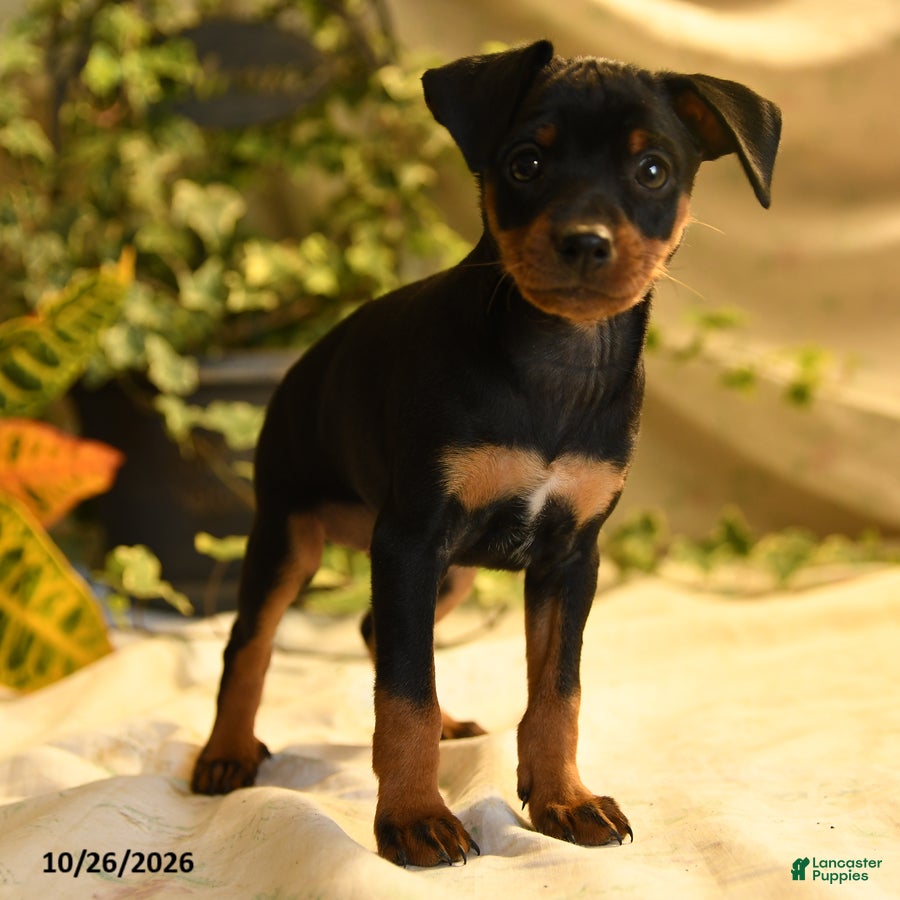 Miniature Pinscher dogs for sale: Nevada - Ad 2