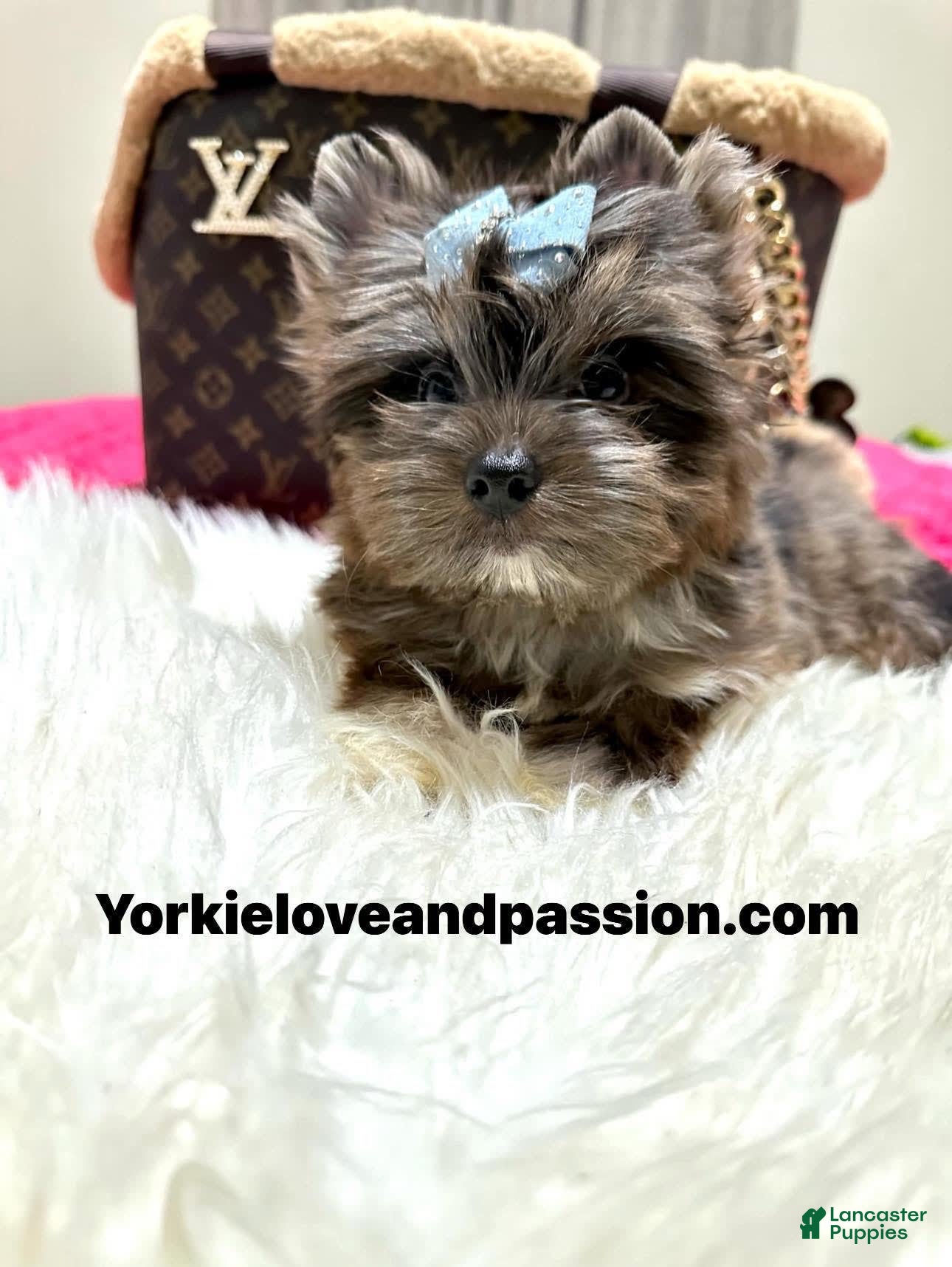 Yorkshire Terrier dogs Black Merle - Ad 35