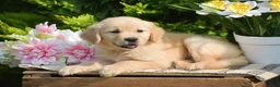 Golden Retriever dogs for sale: Reba - Ad 3