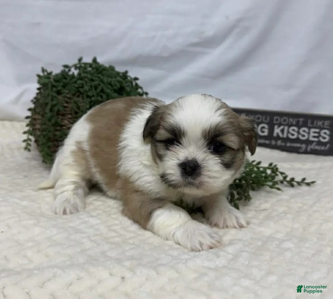 Shih Tzu dogs for sale: Liz - Ad 1