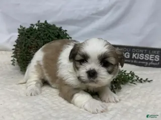 Shih Tzu dogs Liz - Ad 39