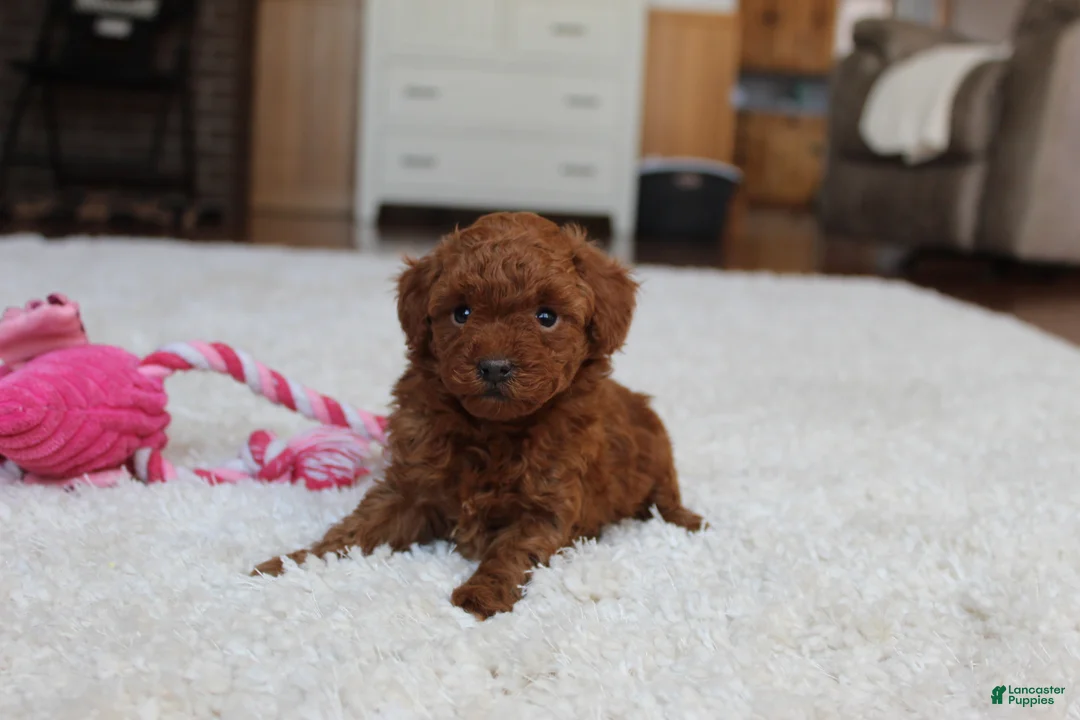 Toy Poodle dogs for sale: Melody - Ad 8
