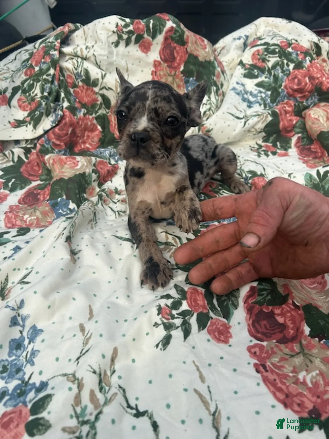 French Bulldog dogs for sale: Melvin - Ad 4