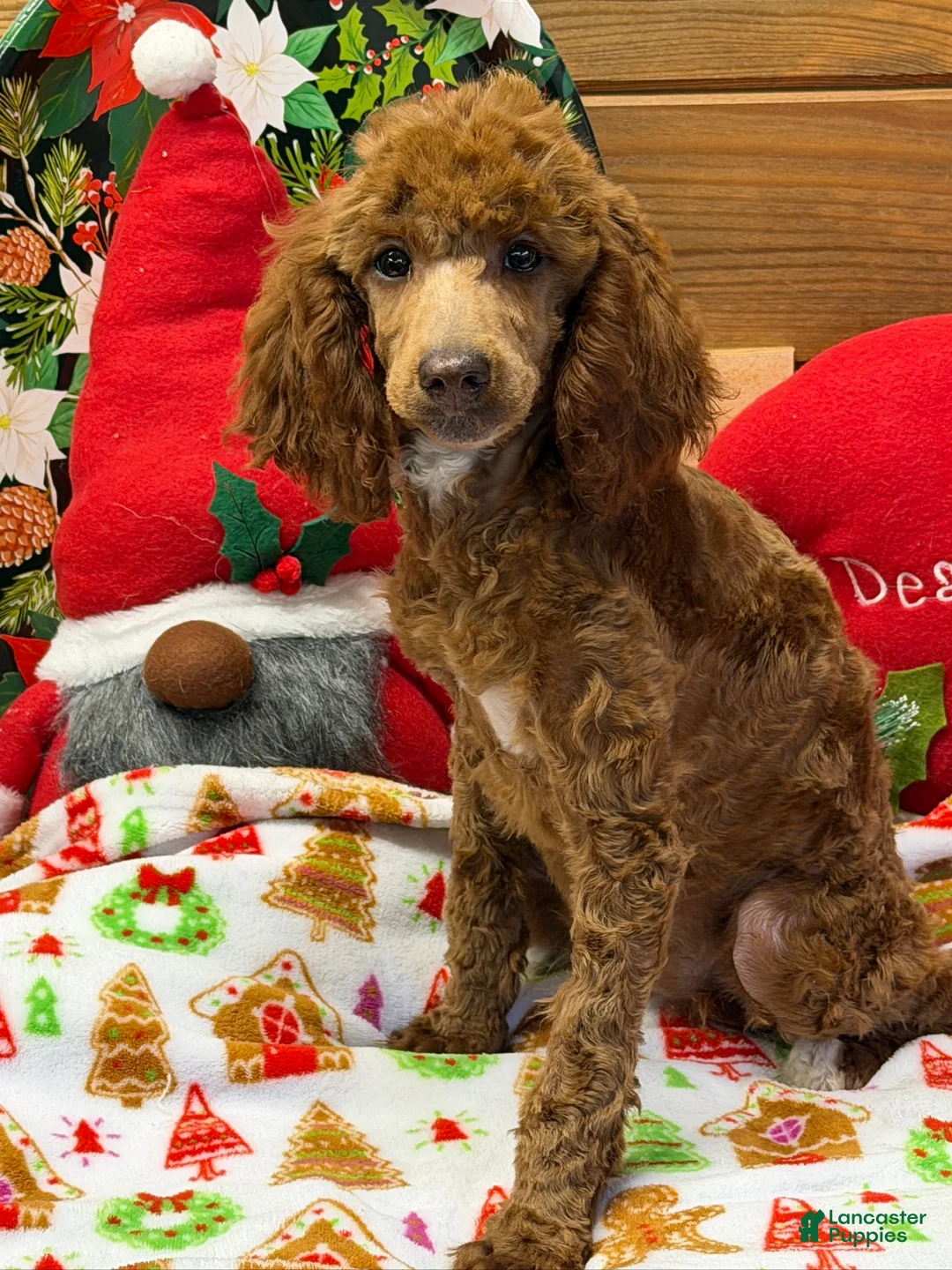 Miniature Poodle dogs for sale: Adele - Ad 2