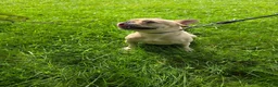 French Bulldog dogs for sale: Jades - Ad 4