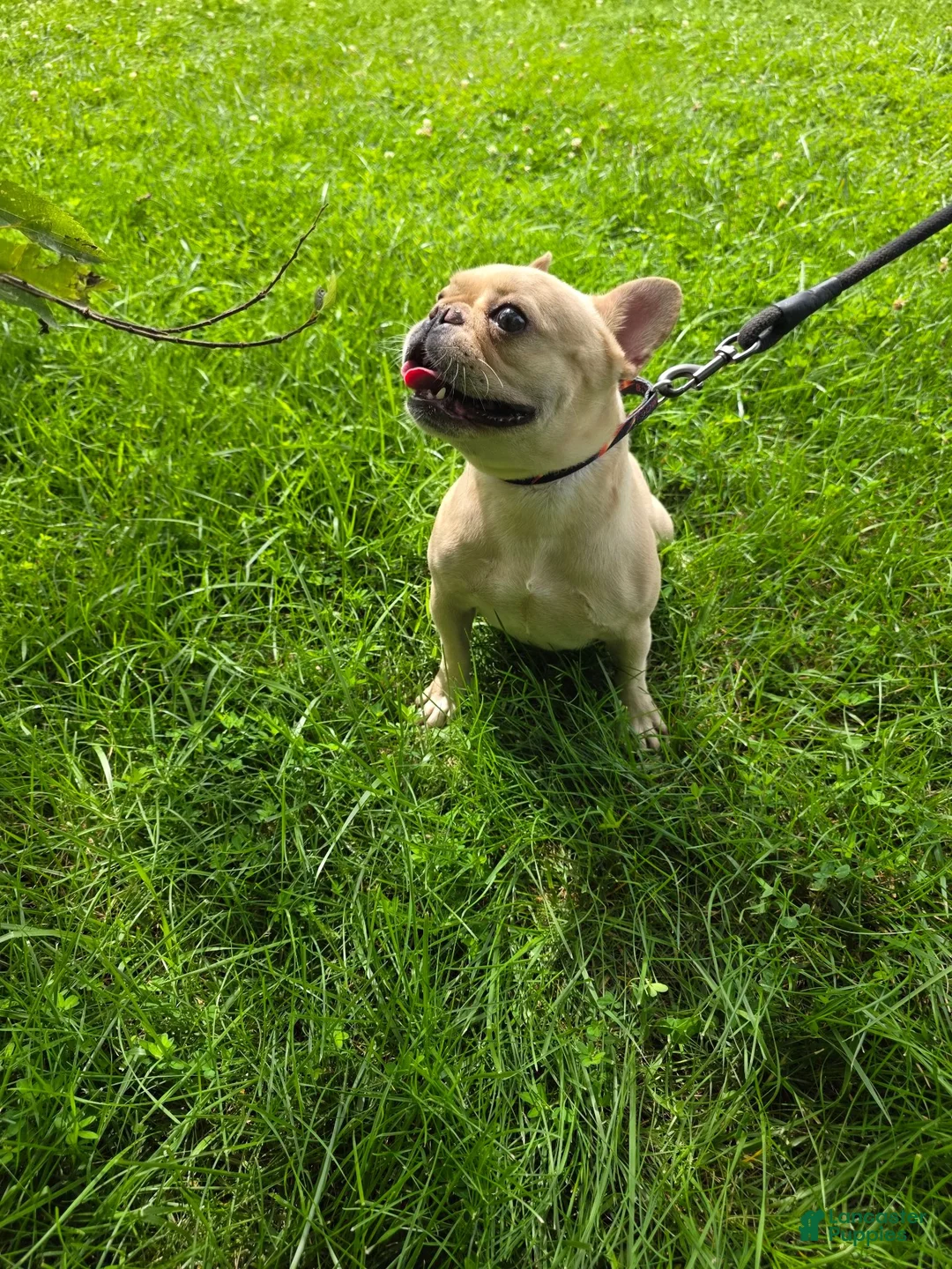 French Bulldog dogs for sale: Jades - Ad 4