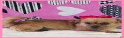 Shorkie dogs for sale: Emma - Ad 1