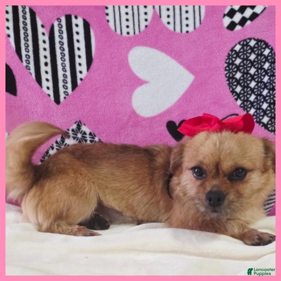Shorkie dogs for sale: Emma - Ad 1