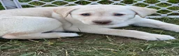 Mixed Breed dogs for sale: Egg - Ad 2