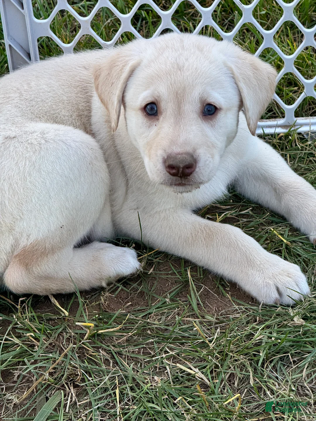 Mixed Breed dogs for sale: Egg - Ad 2