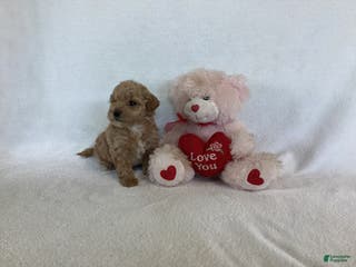 Maltipoo dogs Cinder - Ad 26