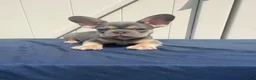 French Bulldog dogs for sale: French Bulldog 1 - Ad 3