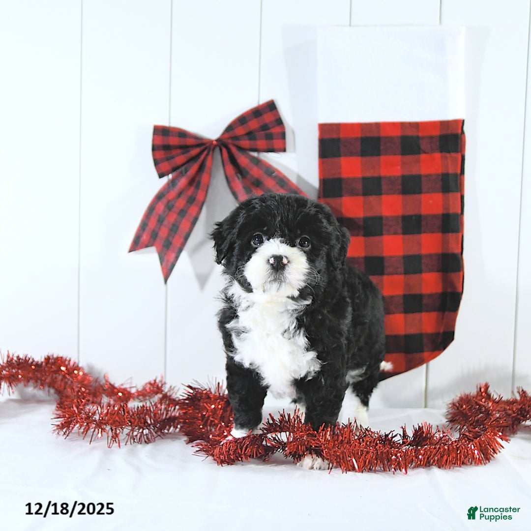 Mini Bernedoodle dogs for sale: Stella - Ad 2