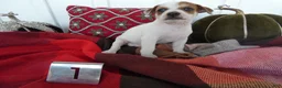 Chihuahua dogs for sale: Chihuahua 1 Sparky - Ad 3