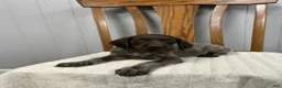 German Shorthaired Pointer dogs for sale: River - Ad 3