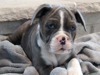 Olde English Bulldogge dogs Bruno - Ad 1