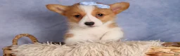 Welsh Corgi Pembroke dogs for sale: Barry🐾 - Ad 7