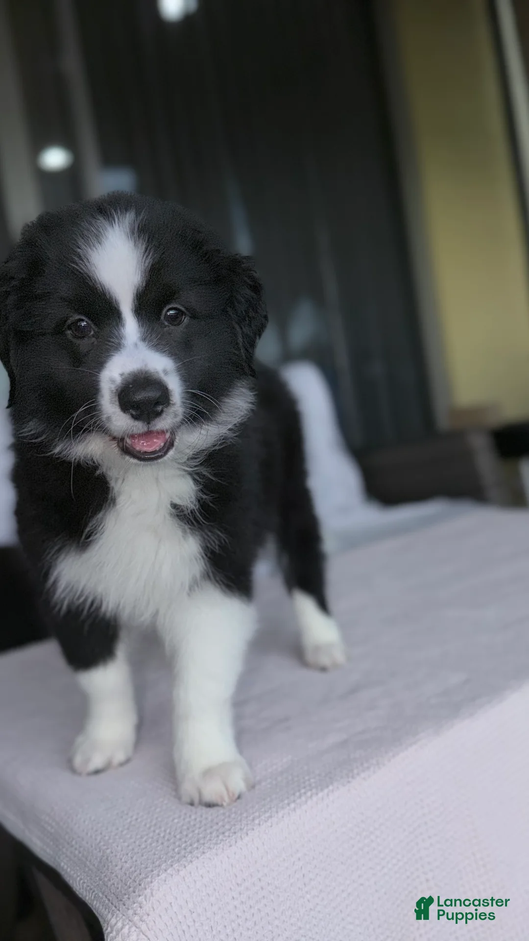 Australian Shepherd dogs for sale: Mini Australian Shepherd 2 - Ad 2
