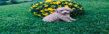 Rex
