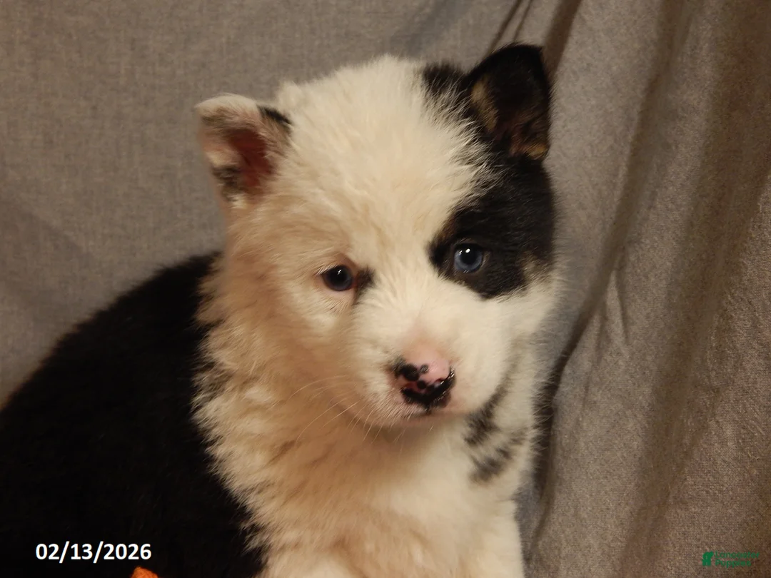 Pomsky dogs for sale: Samantha - Ad 3