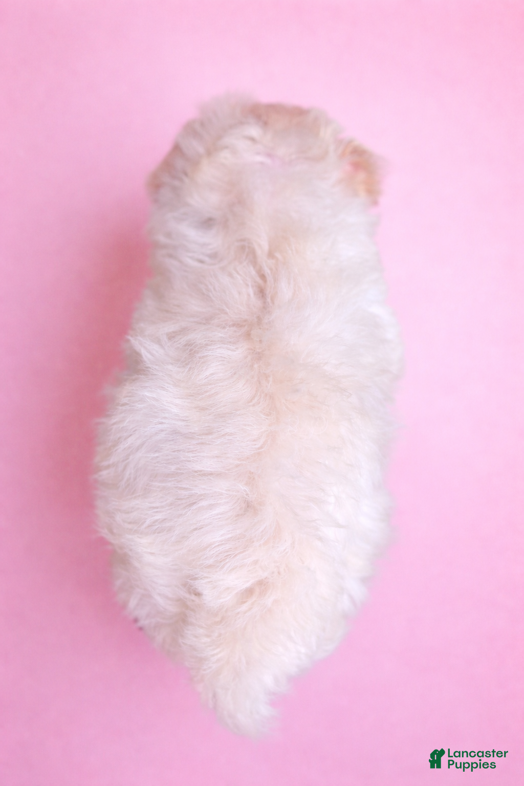 Bichpoo dogs Luna - Ad 2