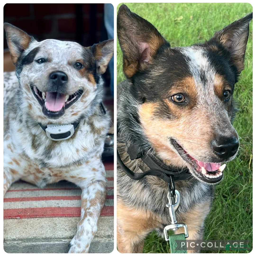 Australian Cattle Dog dogs for stud: Duff & Archer - Ad 1