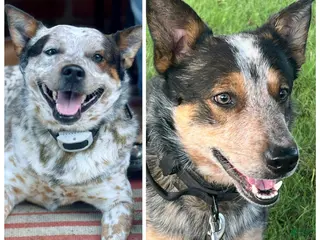 Australian Cattle Dog dogs Duff & Archer - Ad 2