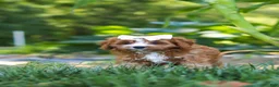 Cavapoo dogs for sale: Liberty - Ad 8