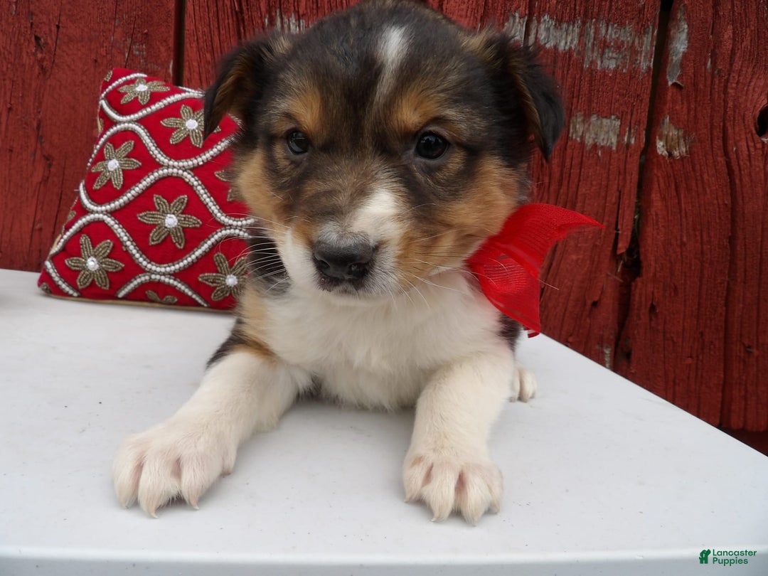 Gallery Image {{count}}