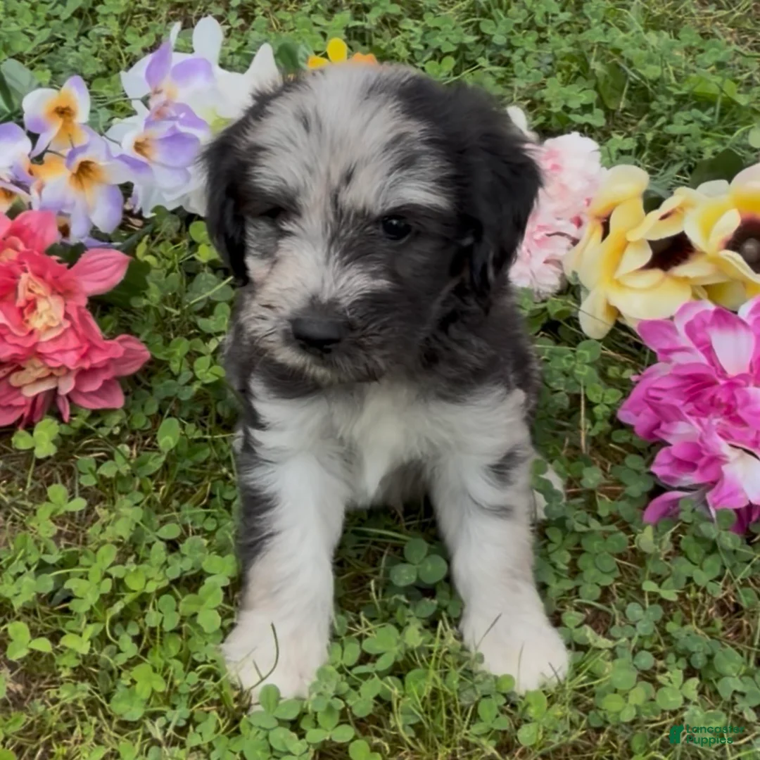 Mini Goldendoodle dogs for sale: Basil - Ad 1