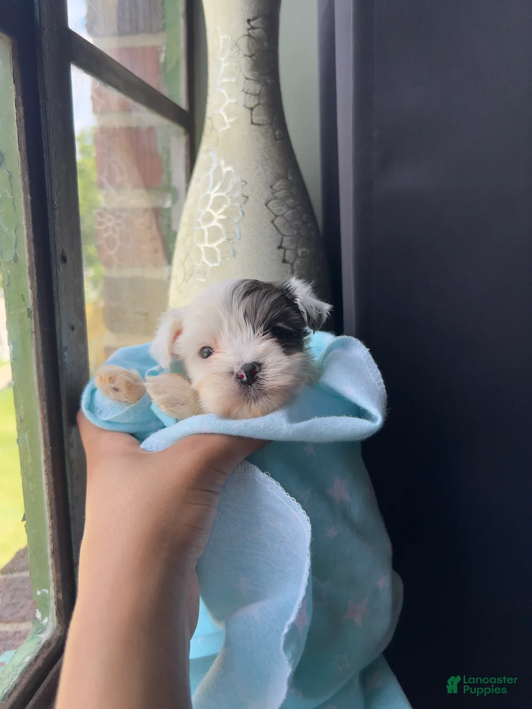 Mixed Breed dogs for sale: Promise - Ad 2