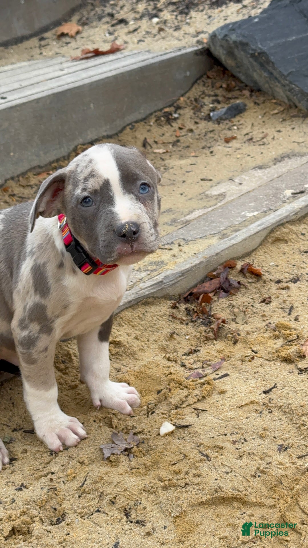 American Bully dogs for sale: Greyjoy  - Ad 18