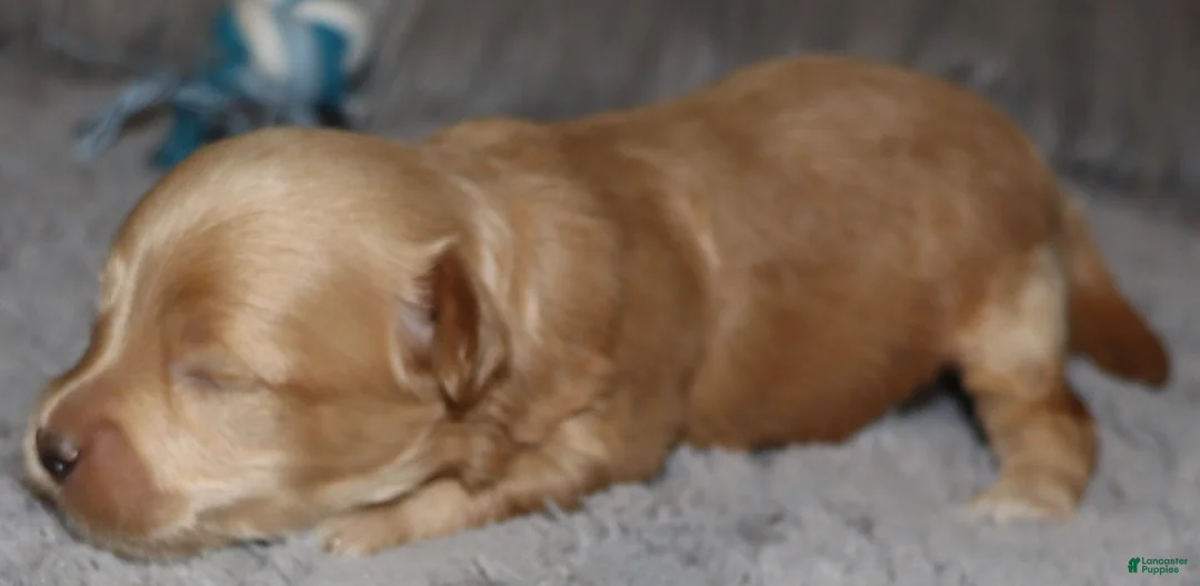 Havapoo dogs for sale: Asher 👨‍👨‍👦‍👦💞🐕 Miniature - Ad 12